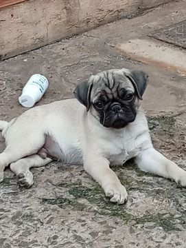 Pug filhote disponível