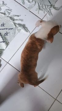 Filhote de Pitbull 
