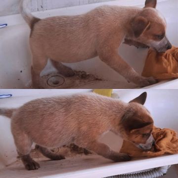 Filhotes de Red Heeler - Boiadeiro australiano