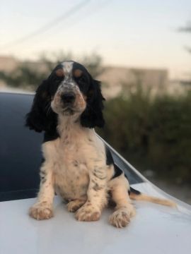 Filhote de cocker spaniel 