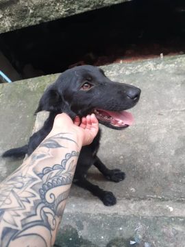 Cadelinha pra ADOÇÃO