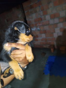Filhote de Rottweiler americano fêmea 
