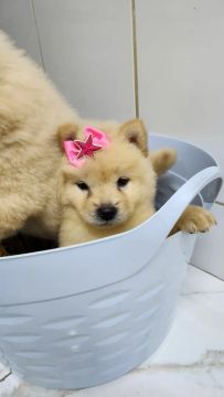 Filhotes de Chow-Chow 