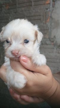 Filhote de poodle 