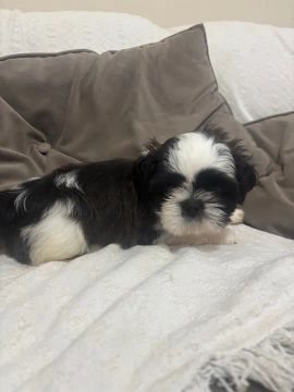 Filhote Shih Tzu - Lindíssimo!