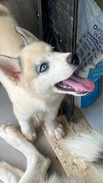 Filhote Husky Siberiano MACHO