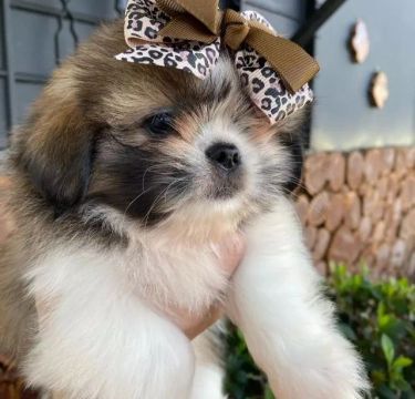 SHIH TZU PERFEITAS - PROMOÇÃO! ACEITO CARTÃO! 