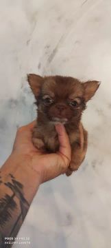 Chihuahua macho 