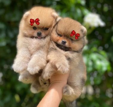 Lulu da Pomerânia Filhotes ANÕES Legítimos 