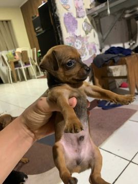 Filhotes Pinscher