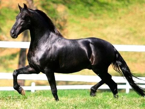 Cavalo puro sangue árabe