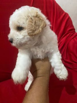 Vendi cachorro 