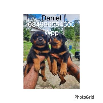 Filhotes Rottweiler - Lindos e saudáveis