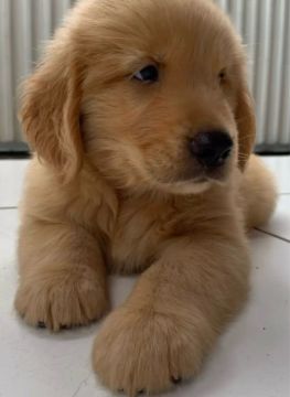 Lindo bebezinho Golden Retriever Promoção 