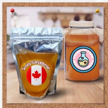  SCOBY Canadense Tam:7cm de diâmetro 
