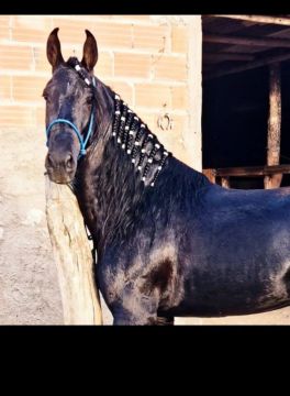 Cavalo Mangalarga Marchador preto