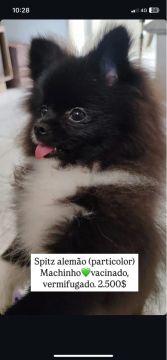 Spitz alemão 
