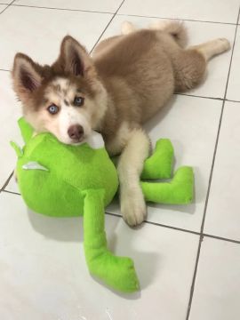 Filhote Husky Siberiano
