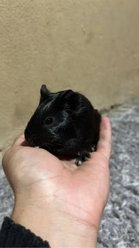 Porquinhos da índia