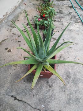 Babosa - Aloe Vera Grande - Perfeita para Decoração e Uso Medicinal!