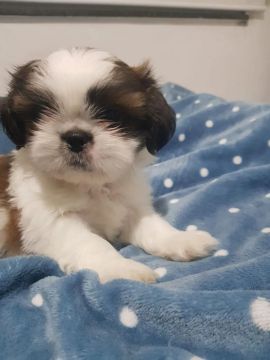 Filhote de Shihtzu Macho 