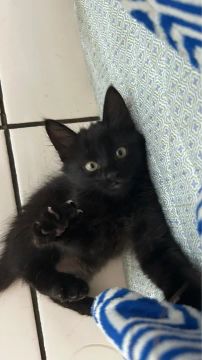 4 Gatos pretos doação 