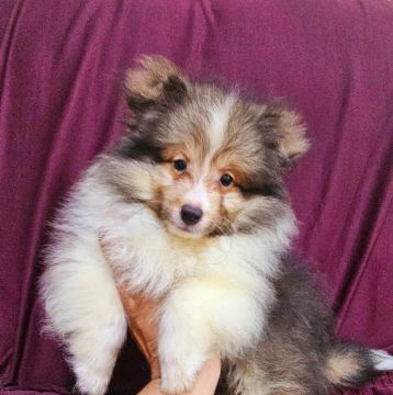 Filhote de Shetland Sheepdog