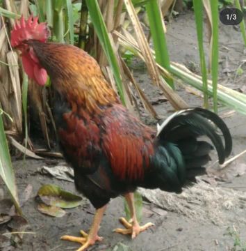 Galo de raça para venda ou troca