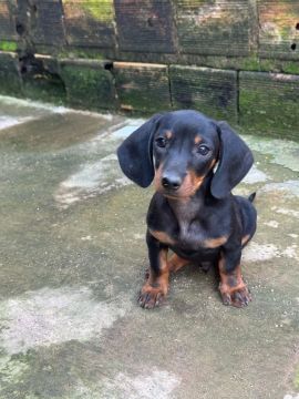Dachshund Macho 