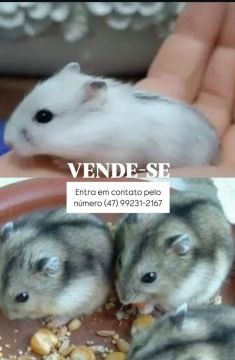 Vendo filhotes de Ramister. 