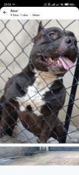 Filhote Pitbull lindo