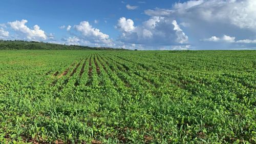 Fazenda arrendamento 1.348hec prontos + 3.652 HS pra liberar