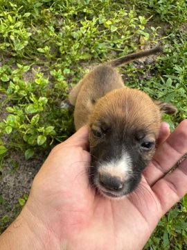 Filhote de cachorro 