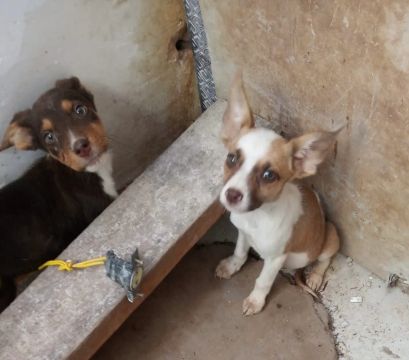 Cães para doação 