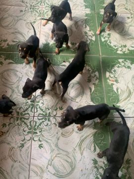 Doação de Filhotes