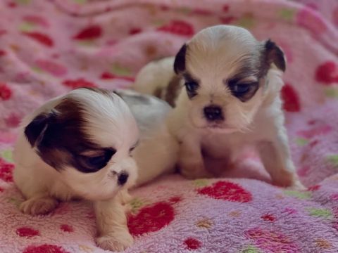 Filhotes Shih Tzu à venda