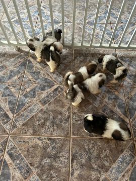 Filhotes Shih Tzu Machos e Fêmeas 