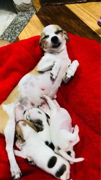 Chihuahua pelo curto 