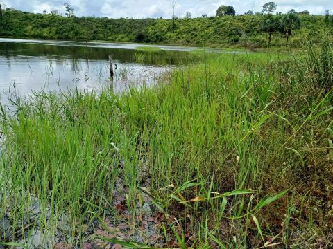 Estou vendendo um terreno com igarape no município de mujui dos Campos 