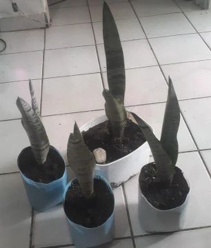 Mudas de Plantas
