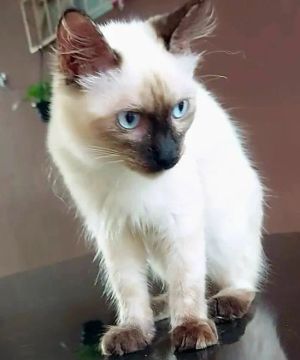 Gatinhos para adoção