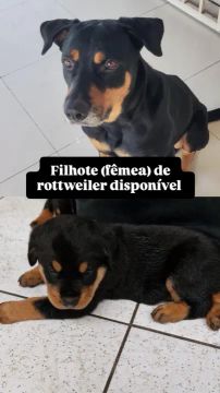 Filhote fêmea de rottweiler.