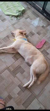 Cachorros disponíveis para adoção