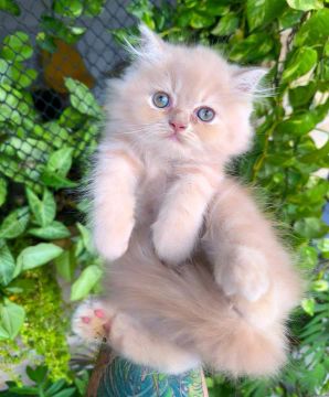 Gatinho Persa - Fofo e Carinhoso
