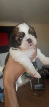 Dois Shih-tzu  disponível 