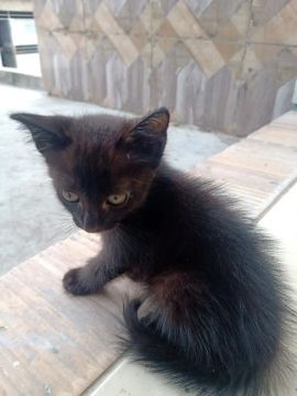 Gatinha para adoção 