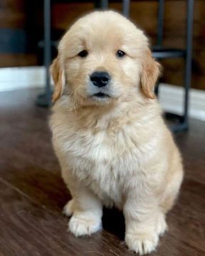 Golden Retriever - O Melhor Amigo Para Sempre!