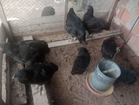 Franguinas de gigante Negro disponível.
