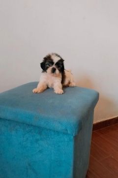 Filhote Shih Tzu ,macho disponível para venda 
