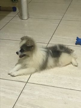 Filhote de Spitz Alemão